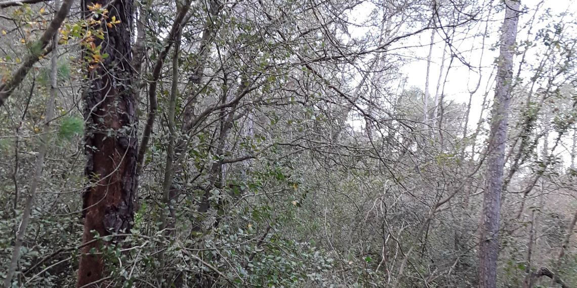 El CIEF encuentra rodales de alta naturalidad en Buñol, Barx, Bicorp y Chera
