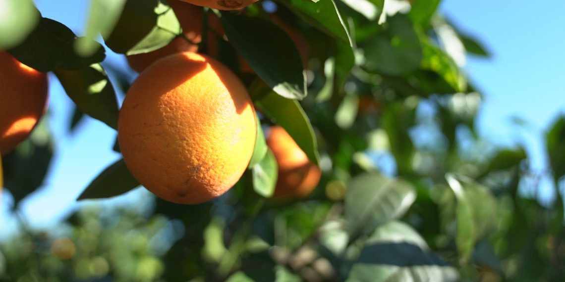 Mercadona comercializará este año 131.000 toneladas de naranja nacional