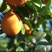 Mercadona comercializará este año 131.000 toneladas de naranja nacional
