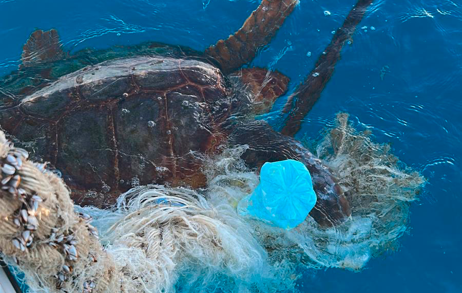 Una tortuga marina se recupera en el Oceanogràfic tras la amputación de una aleta por enmalle de plásticos y cabos