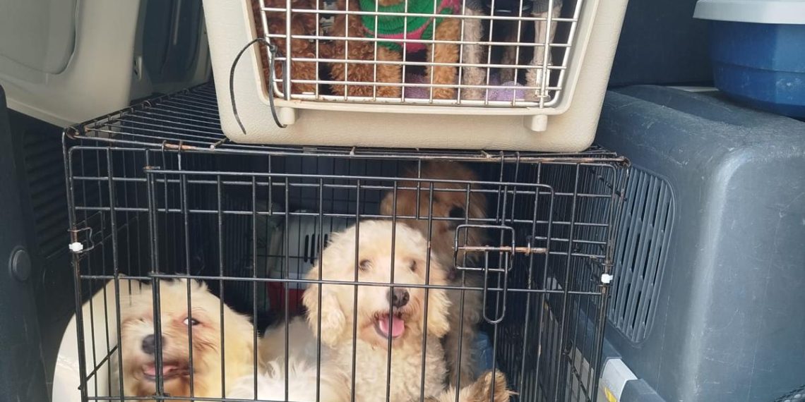 El Ayuntamiento remite a fiscalía un posible criadero ilegal de perros en una vivienda de Quatre Carreres en la que había 16 canes