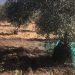 AVA-ASAJA prevé una merma media del 30 % en la cosecha de aceituna en la Comunitat Valenciana