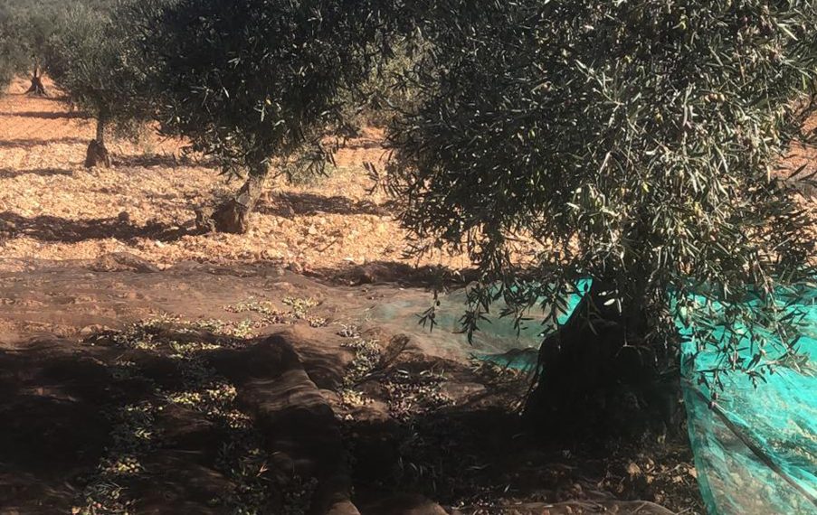 AVA-ASAJA prevé una merma media del 30 % en la cosecha de aceituna en la Comunitat Valenciana