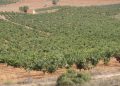 AVA-ASAJA considera “inaceptable” la decisión del Gobierno de no activar las ayudas al olivar y viñedo fijadas por la Ley