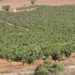 AVA-ASAJA considera “inaceptable” la decisión del Gobierno de no activar las ayudas al olivar y viñedo fijadas por la Ley