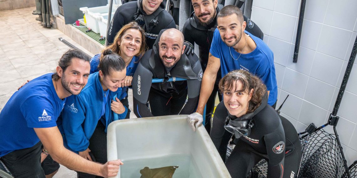 Nace la primera raya marginata en peligro crítico de extinción en el Oceanogràfic