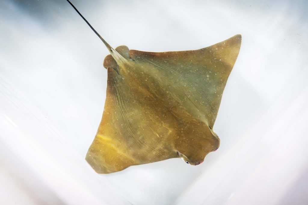 Rhinoptera marginata Oceanográfic Valencia