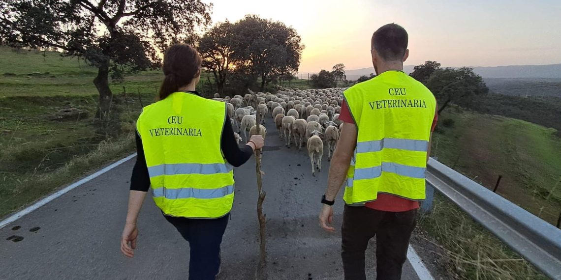 Incentivan la trashumancia a pie entre los pastores jóvenes con el uso de collares con GPS para las ovejas
