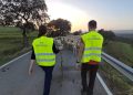 Incentivan la trashumancia a pie entre los pastores jóvenes con el uso de collares con GPS para las ovejas