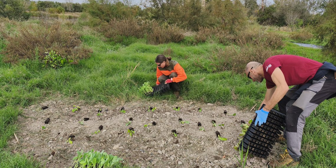 Medio Ambiente impulsa un huerto de mariposas en el marjal de Massamagrell para proteger la biodiversidad