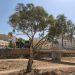 El Sabinar de las Blancas, reconocido como bosque del año 2026