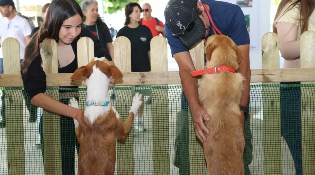 Torrent se postula como capital mundial de mascotas con exhibiciones internacionales caninas y felinas este fin de semana