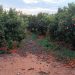Agricultor valenciano revisa una plantación de cítricos afectada por retrasos en la recolección.