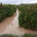 LA UNIÓ informa que las lluvias provocan ya unas pérdidas iniciales de 3 millones de euros en el campo valenciano