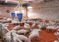 LA UNIÓ reclama a la Conselleria de Agricultura un protocolo completo de actuación frente a la peste porcina africana  