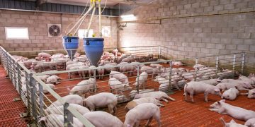 LA UNIÓ reclama a la Conselleria de Agricultura un protocolo completo de actuación frente a la peste porcina africana  