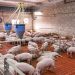 LA UNIÓ reclama a la Conselleria de Agricultura un protocolo completo de actuación frente a la peste porcina africana
