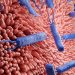 Fisabio participa en un estudio para mejorar el tratamiento de las enfermedades provocadas por la bacteria ‘Helicobacter pylori’