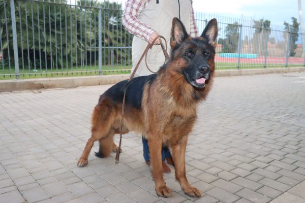 Perro participante mostrando su porte durante la presentación de las exposiciones caninas de Torrent.