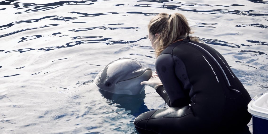 Un estudio pionero valida un método no invasivo para medir el bienestar animal con la piel de los delfines del Oceanogràfic