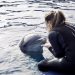 Un estudio pionero valida un método no invasivo para medir el bienestar animal con la piel de los delfines del Oceanogràfic