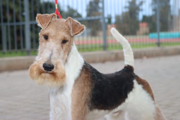 Uno de los perros que formarán parte de las Exposiciones Caninas que se celebrarán en Torrent este diciembre.