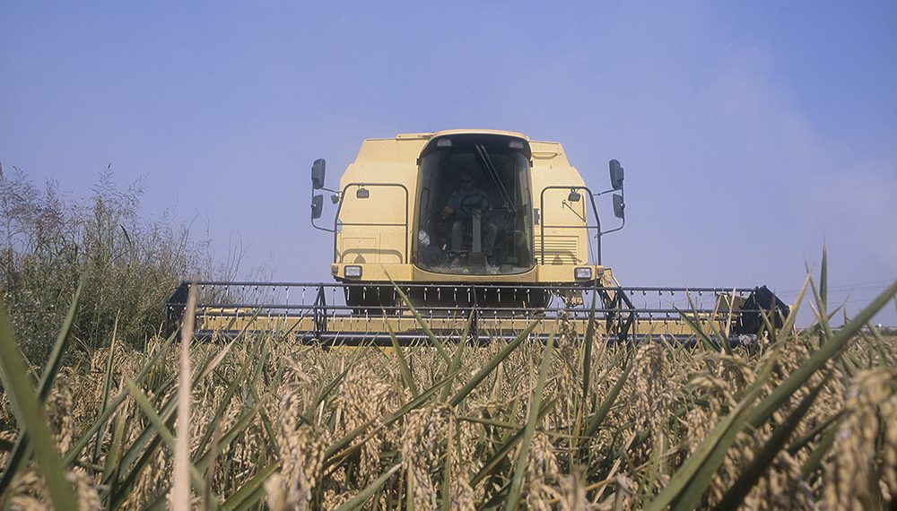 AVA-ASAJA denuncia que la reforma europea del GSP deja al arroz español en situación crítica