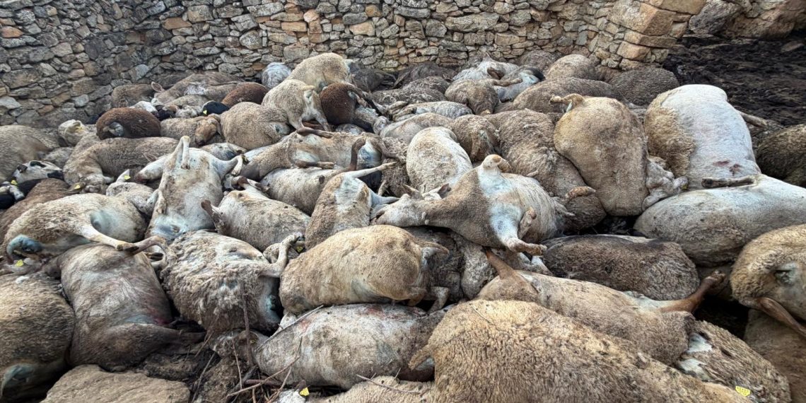 Mueren 122 ovejas en Aras de los Olmos tras un ataque de pánico provocado por fauna salvaje