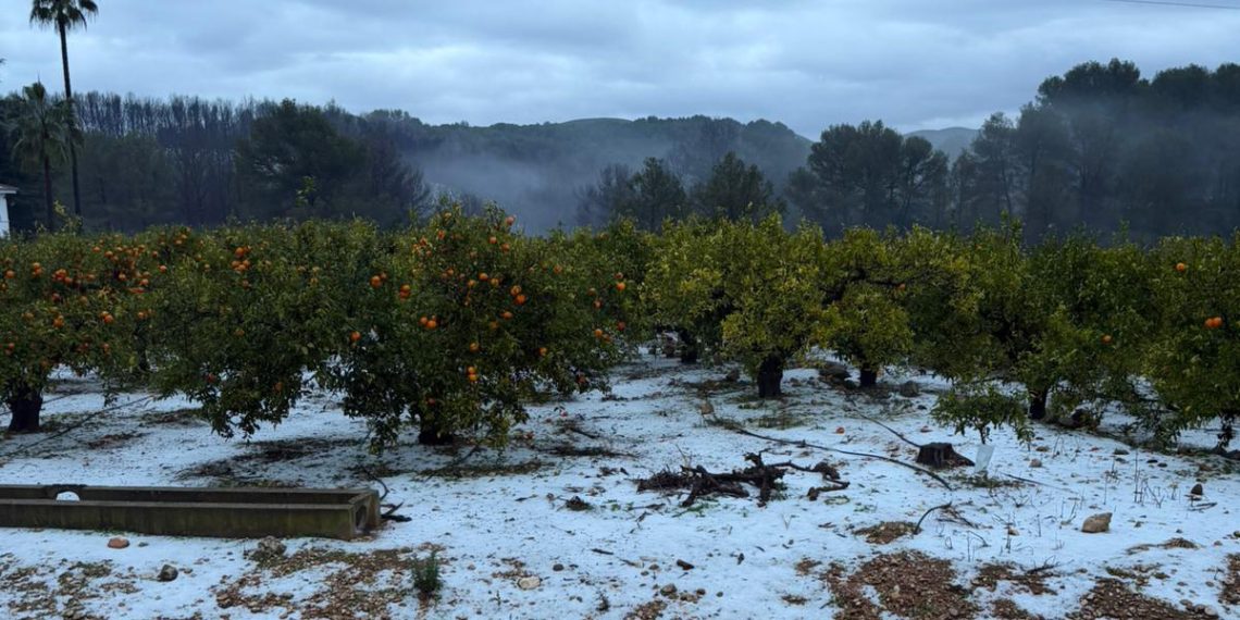 Los retrasos de la recolección y las lluvias de diciembre causan la pérdida de 75.000 toneladas de cítricos