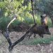 AVA-ASAJA valora las ayudas para el control del jabalí frente a la Peste Porcina Africana