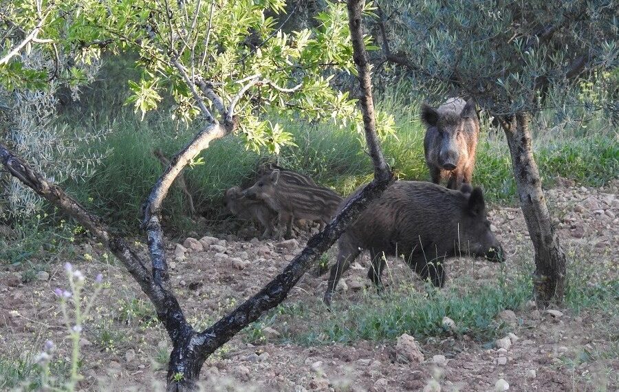 AVA-ASAJA valora las ayudas para el control del jabalí frente a la Peste Porcina Africana