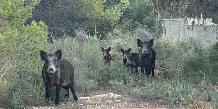AVA-ASAJA destaca la bioseguridad del sector porcino frente a la PPA y exige el control del jabalí
