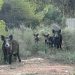 AVA-ASAJA destaca la bioseguridad del sector porcino frente a la PPA y exige el control del jabalí