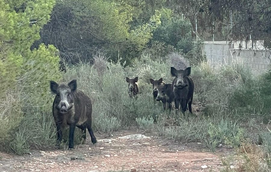 AVA-ASAJA destaca la bioseguridad del sector porcino frente a la PPA y exige el control del jabalí