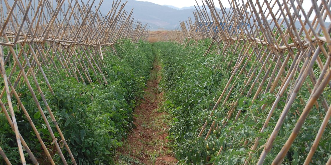 LA UNIÓ reclama igualdad de condiciones para salvaguardar a los productores ecológicos valencianos frente a las importaciones desleales