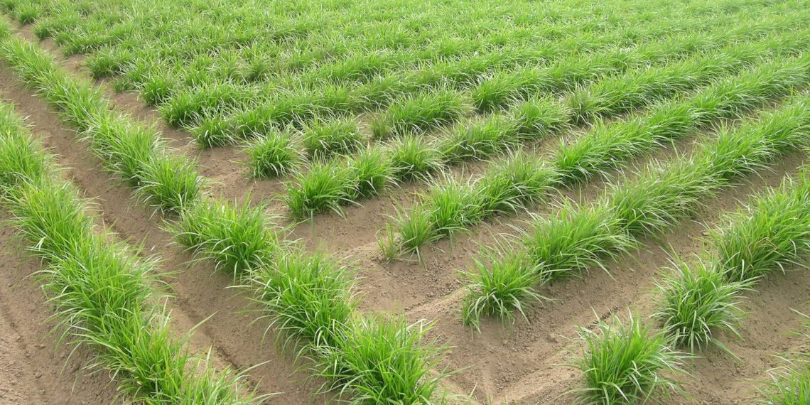 LA UNIÓ pide a Conselleria de Agricultura un estudio para analizar la preocupante bajada de rendimientos en el cultivo de la chufa
