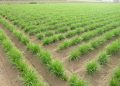 LA UNIÓ pide a Conselleria de Agricultura un estudio para analizar la preocupante bajada de rendimientos en el cultivo de la chufa
