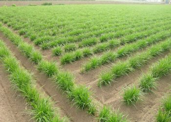 LA UNIÓ pide a Conselleria de Agricultura un estudio para analizar la preocupante bajada de rendimientos en el cultivo de la chufa