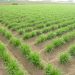 LA UNIÓ pide a Conselleria de Agricultura un estudio para analizar la preocupante bajada de rendimientos en el cultivo de la chufa
