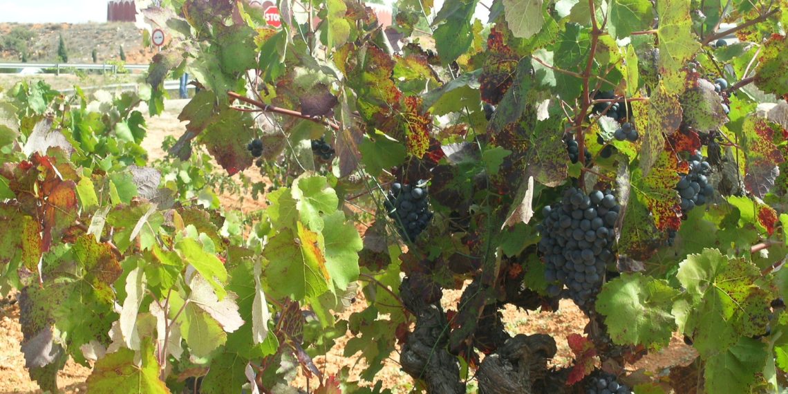 LA UNIÓ solicita a la Conselleria una ayuda directa para los viticultores de la Comunitat Valenciana