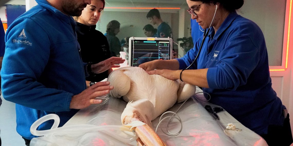 El Oceanogràfic de Valencia y la Universidad CEU Cardenal Herrera impulsan el primer máster en Medicina de Fauna Acuática