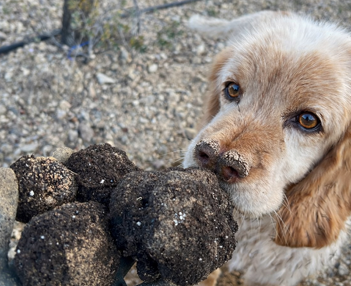 AVA-ASAJA denuncia un desplome histórico del 75% del precio de la trufa en Castellón