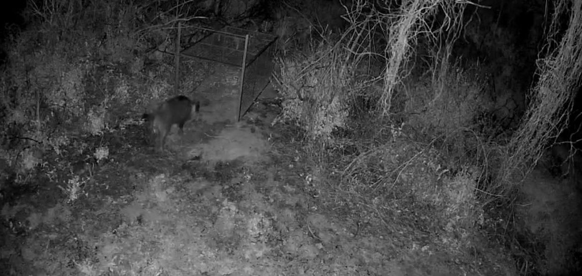 La Generalitat despliega más rutas de recogida de jabalíes y delimita 14 zonas para instalar jaulas dentro del plan de control de la especie
