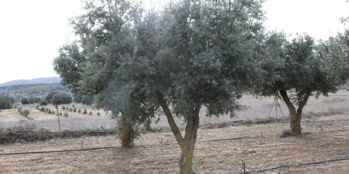 LA UNIÓ reclama un cambio legislativo para que no se etiquete como trufa negra aquellos productos que no tienen o están elaborados con aromatizantes