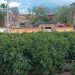 La Unió Llauradora denuncia la parálisis administrativa en la zona norte de La Pobla de Vallbona