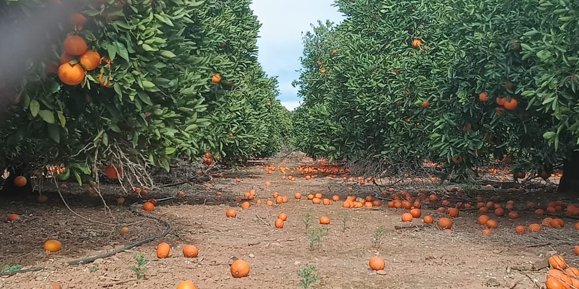 LA UNIÓ cuantifica pérdidas directas de más de 26 millones de euros en el campo valenciano por la sucesión de temporales con viento fuerte