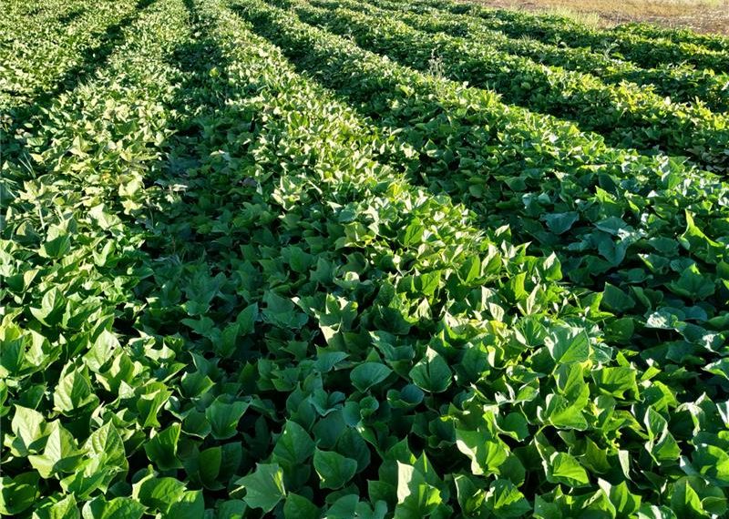 El IVIA desarrollará siete Proyectos de Cooperación innovadores vinculados al sector agrario y agroalimentario valenciano