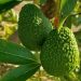 AVA-ASAJA y ASOPROA instan al sector a no adelantar la recolección de aguacates Lamb Hass
