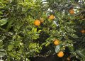 La UE detecta las primeras naranjas de Egipto con residuos y productos fitosanitarios prohibidos