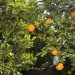 La UE detecta las primeras naranjas de Egipto con residuos y productos fitosanitarios prohibidos